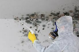 Best Mold Damage Restoration  in Princeton, MN